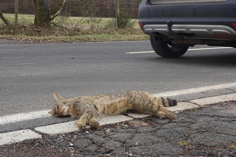 Wildkatzen Der Tod Lauert Auf Der Strasse Kreis Germersheim Die Rheinpfalz