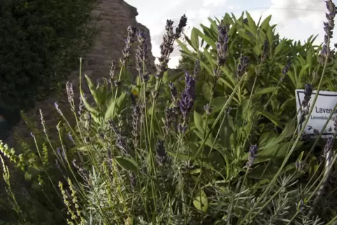 Vielseitig in der Anwendung: Lavendelblüten. 