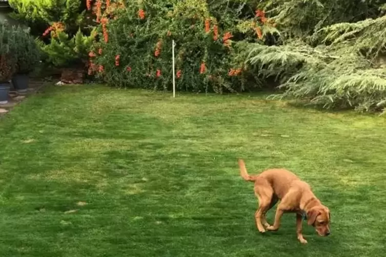 Hunde brauchen unzweifelhaft Auslauf, Spiel und Spaß. Aber ihre Halter dürfen sich nicht über die jeweilige Hausordnung hinwegse