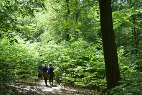 Die Diskussion innerhalb des Pfälzerwald-Vereins (PWV) über einen möglichen Austritt aus dem Deutschen Wanderverband (DWV) dauer