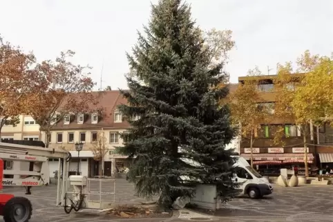 Auch die Stadt Lambrecht wünscht sich einen Tannenbaum, hier ein Foto aus Frankenthal.