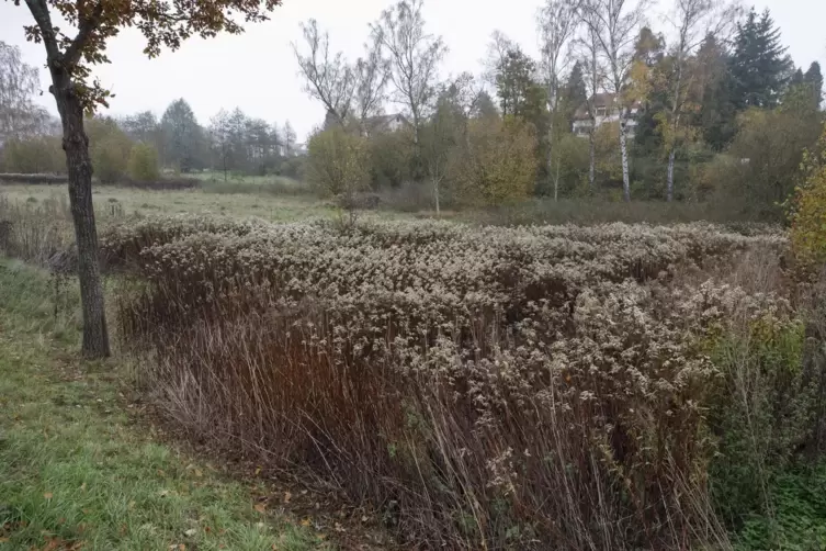 Inspirierende Landschaft: Einige Bürger aus Niedermohr könnten sich im Tal des Mohrbaches, das jetzt ein reines Wiesental ist, e