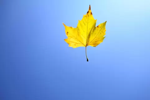 Die Herbstzeit bringt unseren Kolumnisten auf Ideen.