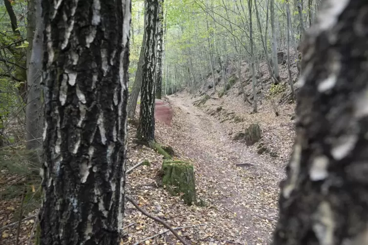 In Corona-Zeiten und in der Abenddämmerung alles andere als menschenleer: ein Waldweg oberhalb des Bremerhofs.