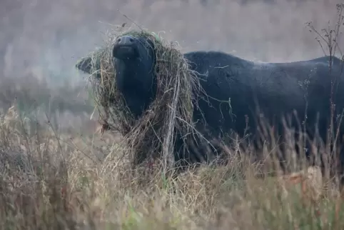 Grasige Kopfbedeckung: Die Wasserbüffel fressen auch auf Flächen, die so nass sind, dass sie von Rindern, Schafen oder Pferden g