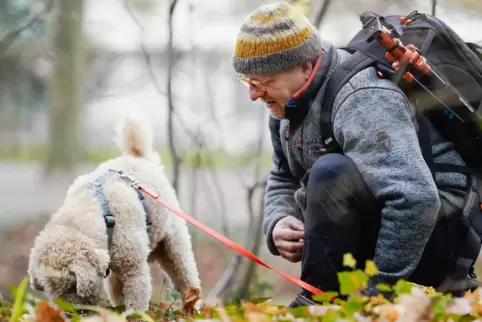 Trüffelhund Snoopy, ein acht Jahre alter italienischer Wasserhund, und Peter Karasch, Fachberater für Mykologie, suchen im Schlo