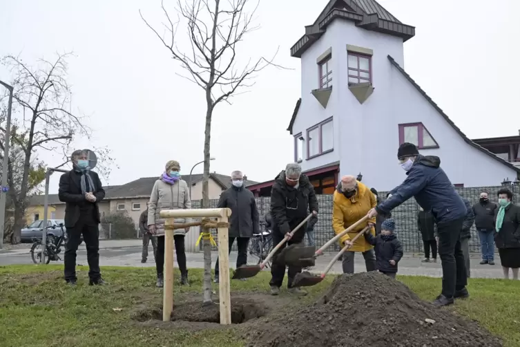 Der erste Baum steht, 99 weitere sollen folgen.