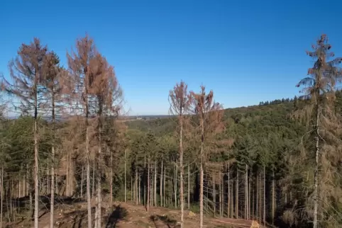 Waldschäden sollen mit der „Nachhaltigkeitsprämie Wald“ des Bundes kompensiert werden. 