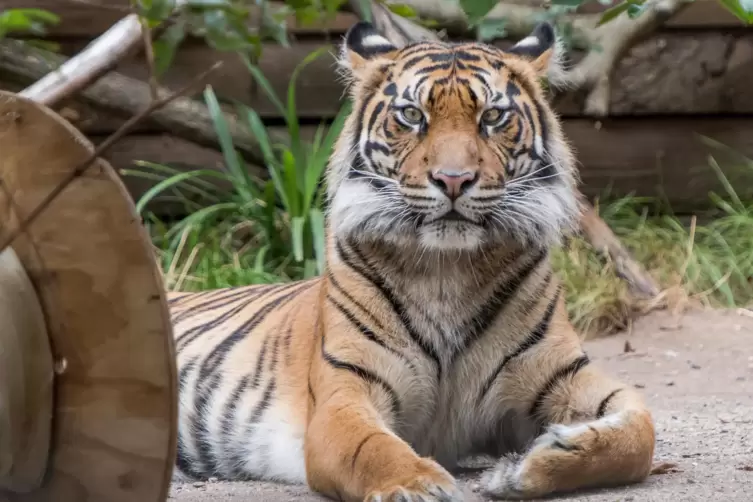 Auf Zoobesuche müssen Tierbegeisterte noch eine Weile verzichten.