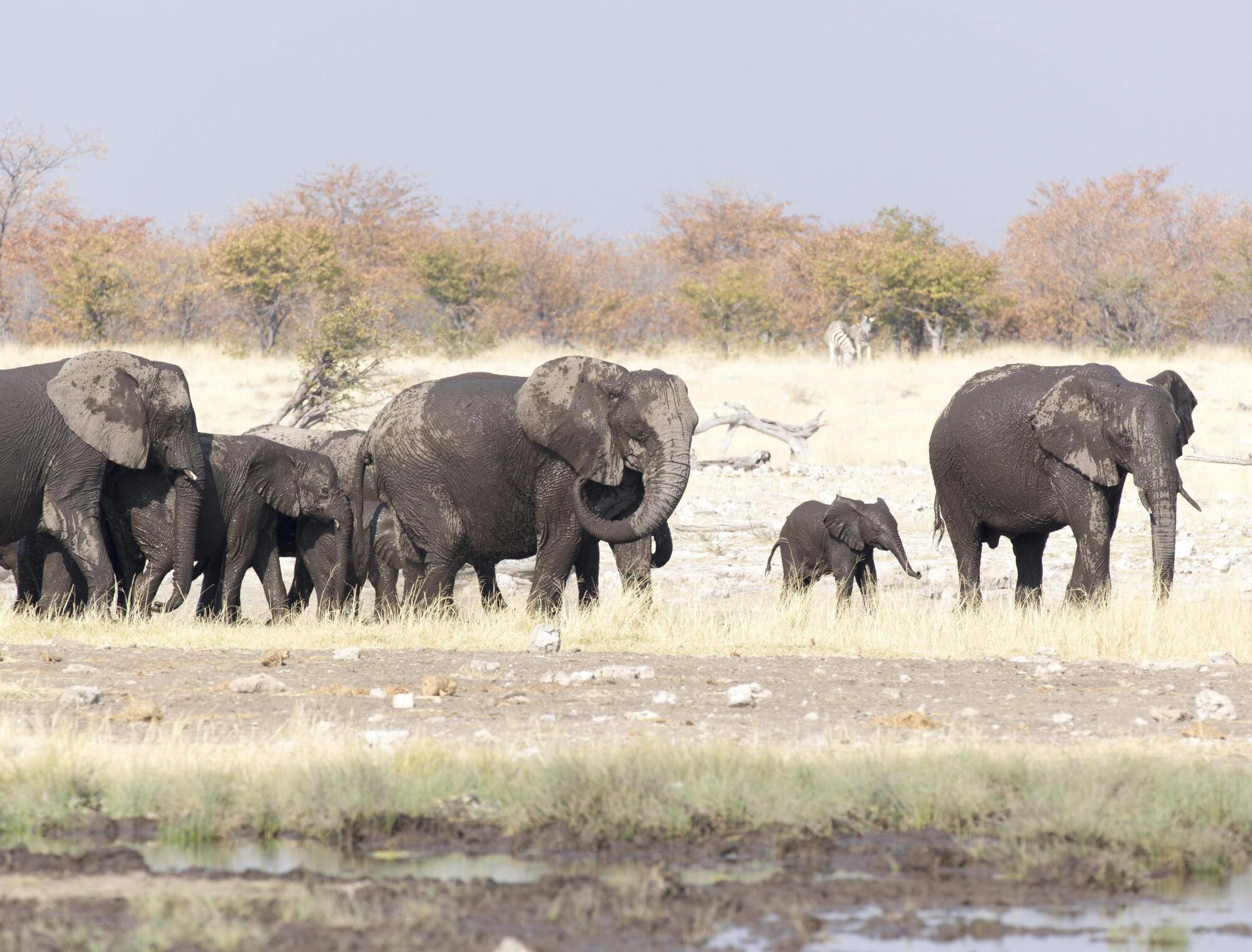 Kaufer Sollen Tierwohl Standards Garantieren Namibia Verkauft 170 Lebende Elefanten Panorama Die Rheinpfalz