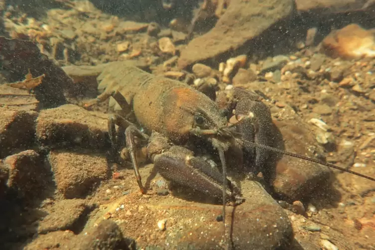 Der eingewanderte Signalkrebs stellt ein Problem für die heimische Fauna dar.