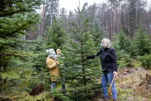 So lief es am Sonntag nahe Mölschbach: Christina Stricker mit Sohn Mika und Mikas Oma Iris Frank haben ihren Weihnachtsbaum gefu