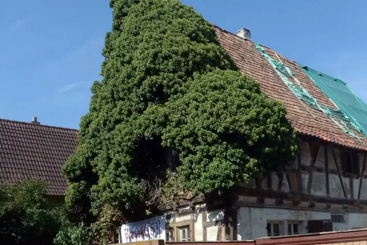 Das Fachwerkhaus in der Theodor-Heuss-Straße 51 vor BEginn der Restaurierung 2014. 