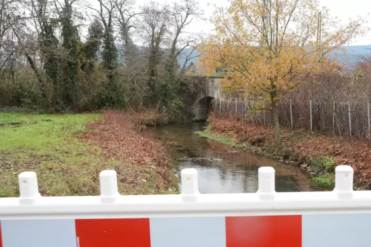 Hinter dem Harthäuserweg wurden nach dem Tunnel Brombeerbüsche gerodet. 