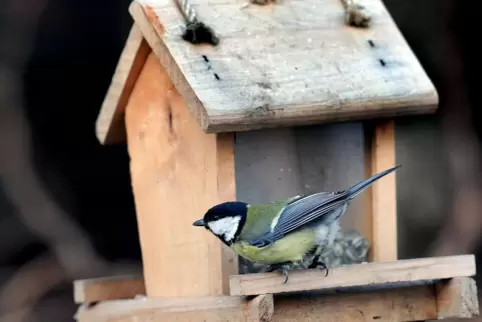  Von 8. bis 10. Januar eine Stunde Vögel beobachten und melden, wie viele an einem Standort zu sehen waren, fordert der NABU.