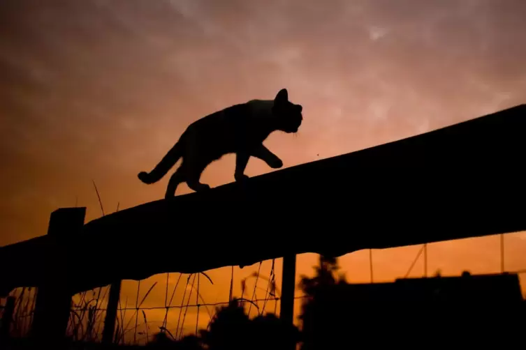 Etwa zwei Millionen frei lebende Katzen kämpfen allein in Deutschland jeden Tag ums Überleben.