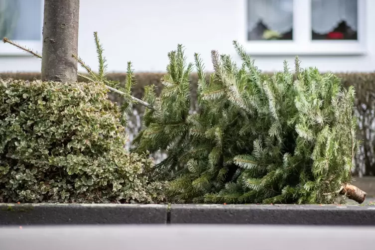 Christbäume auf der Straße. Nicht überall werden sie abgeholt. 