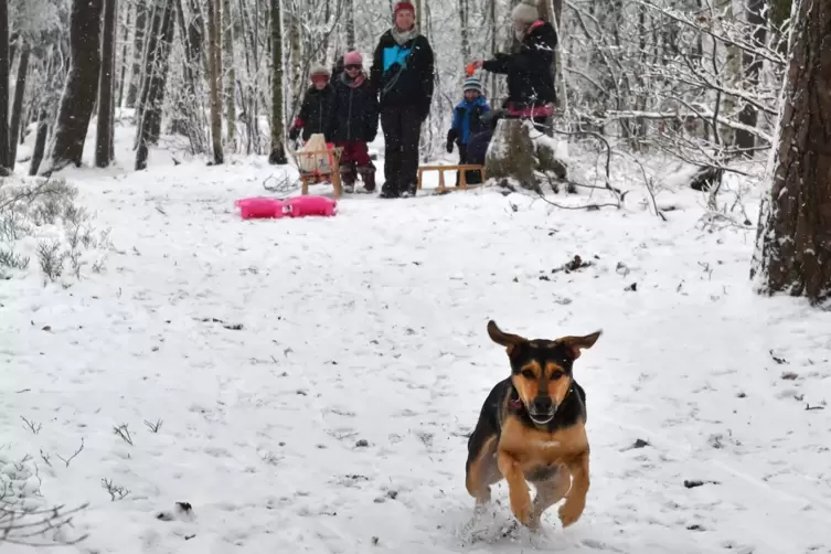 Großer Spaß für Kinder, Eltern und Hunde: Am Freitagmorgen wird sich erstmal im schön weißen Wald ausgetobt.