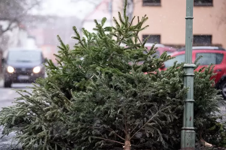 Am Straßenrand: zur Abholung bereitgelegte Weihnachtsbäume. 