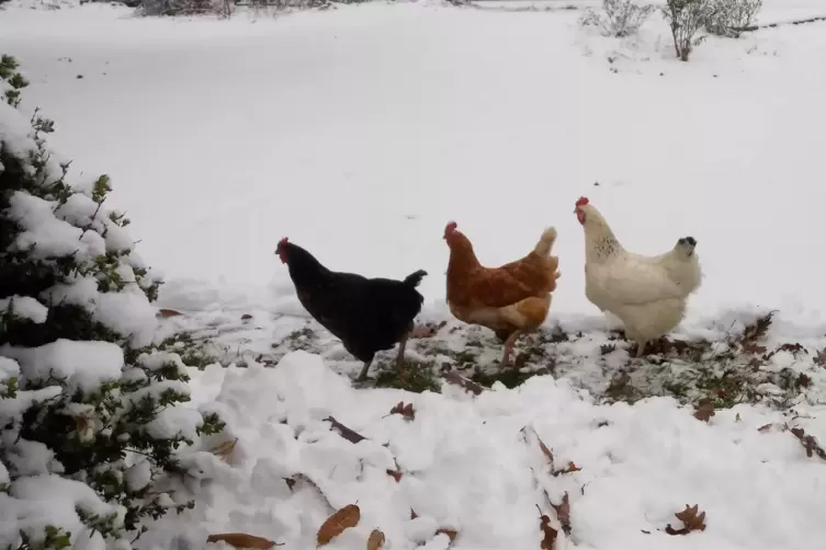 Hühner im Gänsemarsch: Renate Henzelmann aus Trippstadt hat sie bei ihrer winterlichen Wanderung beobachtet und fotografiert. 