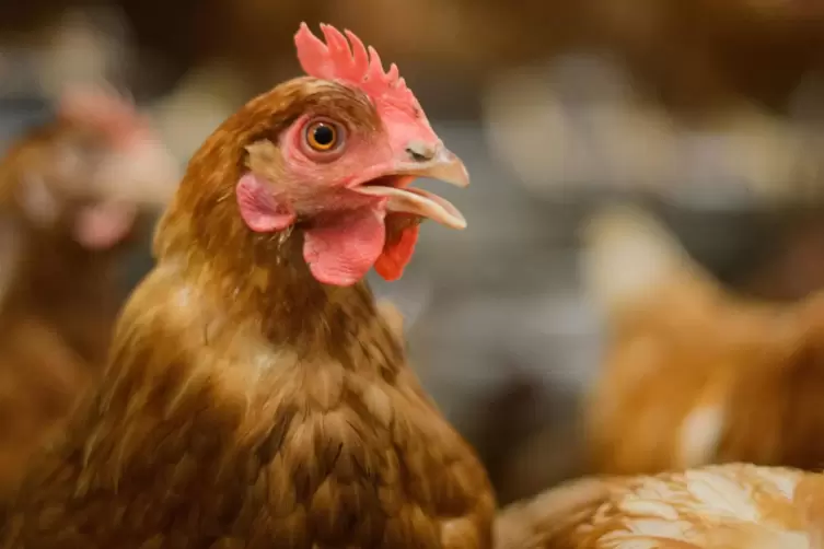  Bei einem Ausbruch der Vogelgrippe in einem Bestand mit Hühnern oder Puten können innerhalb weniger Tage alle Tiere erkranken u