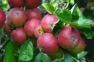 Ideal für Saft: der Rote Trierer Weinapfel.