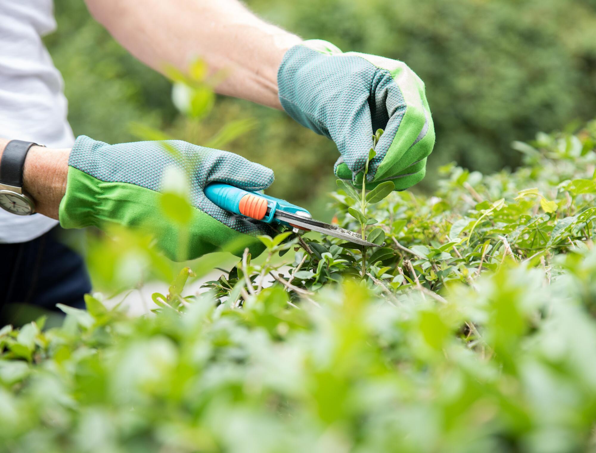 Ab 1 Marz Gelten Besonderer Regeln Beim Hecke Schneiden Und Baume Fallen Pirmasens Die Rheinpfalz