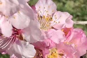 Sehr fotogen: Mandelblüten. 