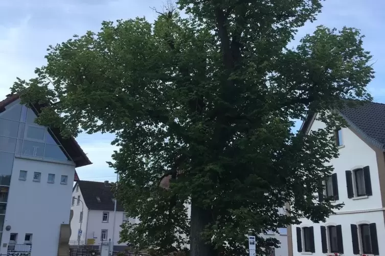 In der Waldgrehweilerer Dorfmitte, am Zusammenfluss von Ransenbach und Moschel, steht die Friedenslinde. Am 5. März vor 150 Jahr