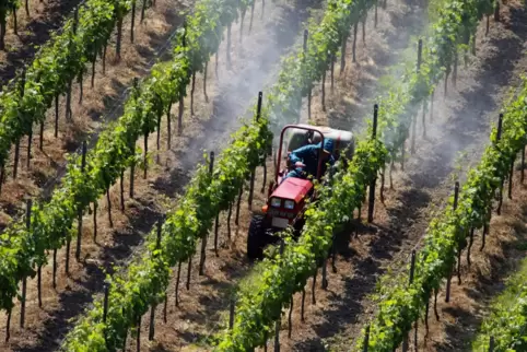 Der Wirkstoff Folpet rangiert als Pilzbekämpfer in Deutschland mit 15 Prozent noch vor Schwefel auf dem ersten Platz. 96 Prozent