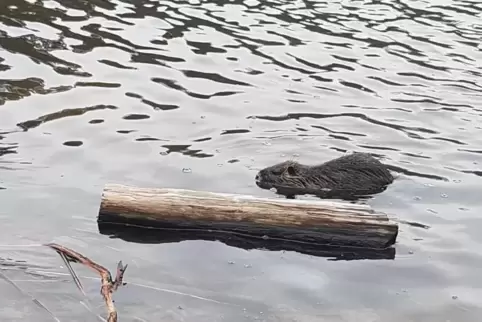 Das Handyfoto eines Nutrias im Vogelwoog hat Leser Wolfgang Dobner geschossen. Für den dort zuständigen Förster Klaus Platz ist 