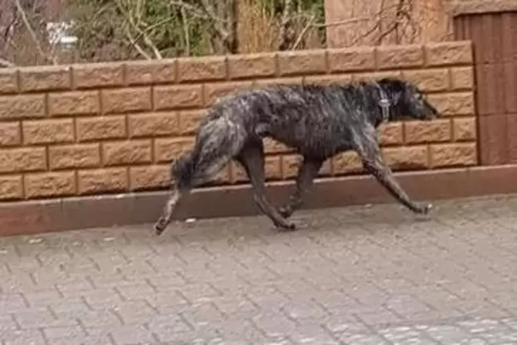 Mehrere freilaufende Hunde wurden den Tierrettern am Samstag gemeldet.