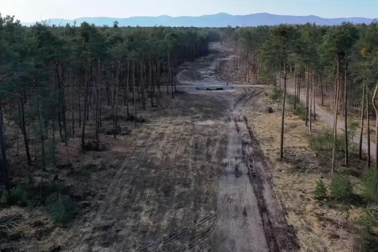 Schneise durch den Haßlocher Wald: Hier soll der neue Rehbach fließen. 