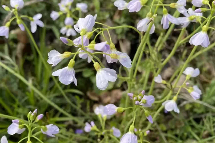 Wiesenschaumkraut. 