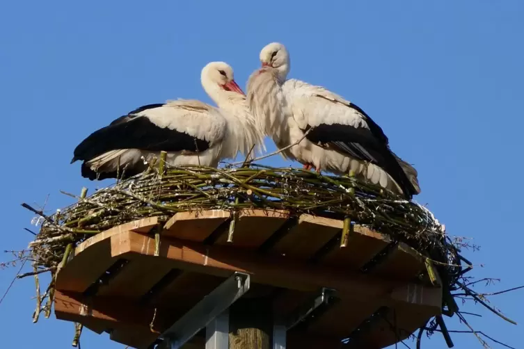 Fühlen sich offensichtlich wohl auf dem Gelände des Hofguts: die beiden Ruppertsberger Störche. 