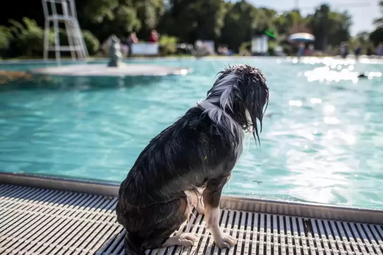 Bald auch in LU? Hundeschwimmen wird in vielen Städten angeboten. 