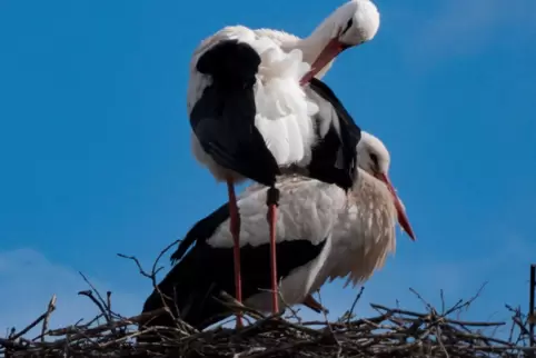 Störche sind ihrer Heimat verbunden und kommen immer wieder zu ihrem Nest zurück.