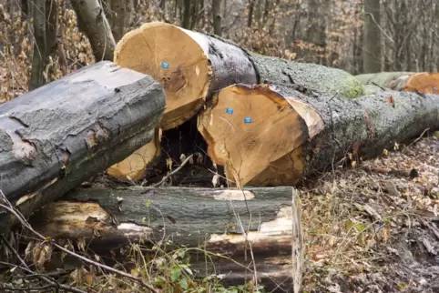 Mit eigenem Holz geht’s nicht, also werden künftig Pellets verheizt. 