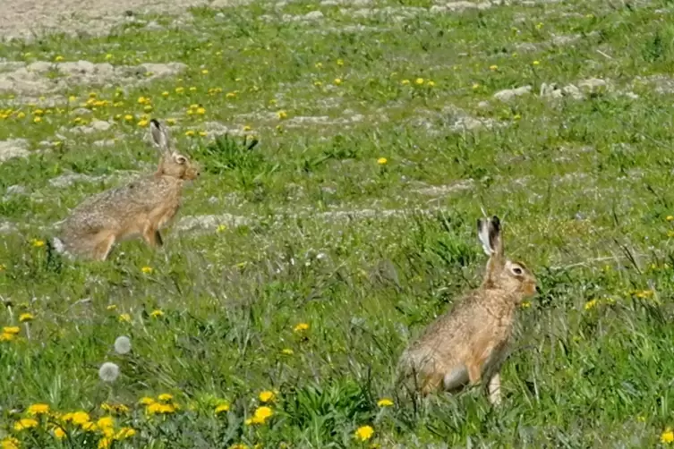 Hasen auf dem Flugplatz: Eine ganze Kolonie lebt dort. 