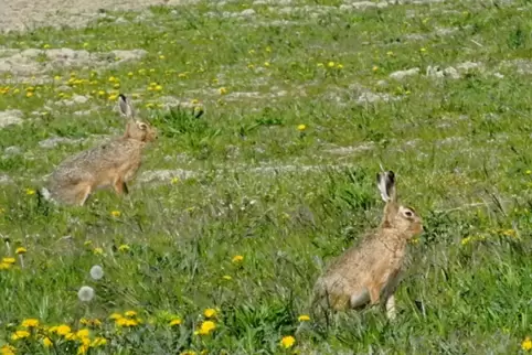 Hasen auf dem Flugplatz: Eine ganze Kolonie lebt dort. 