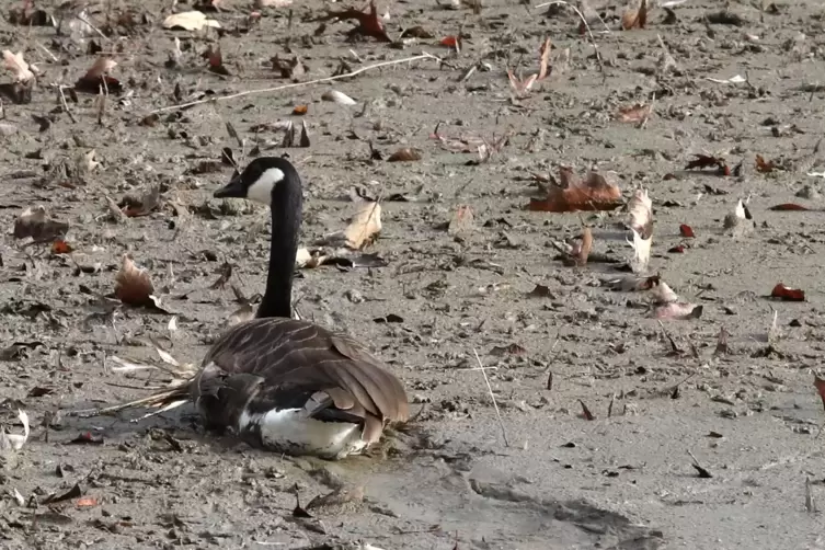 Die Schlammschicht unter der Gans ist circa doppelt so hochals angenommen.