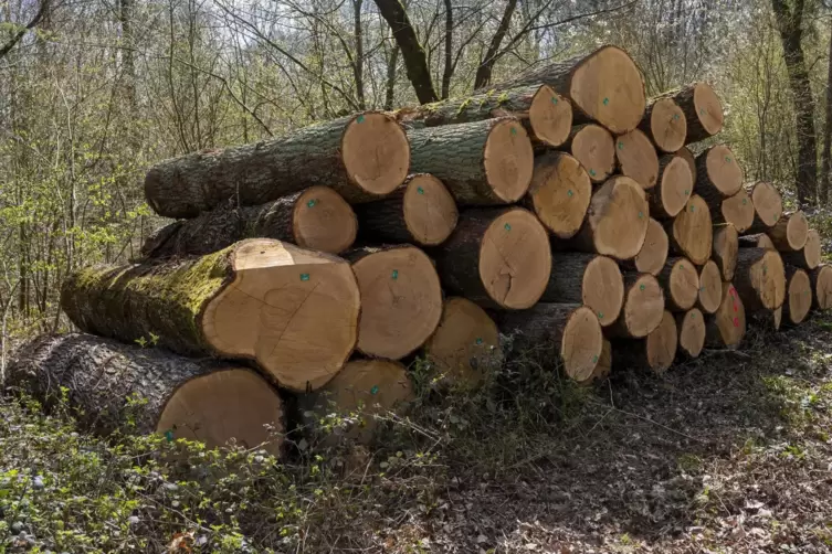 14 Ortsgemeinden im Südkreis lassen ihren Wald ab Sommer gemeinsam bewirtschaften. 