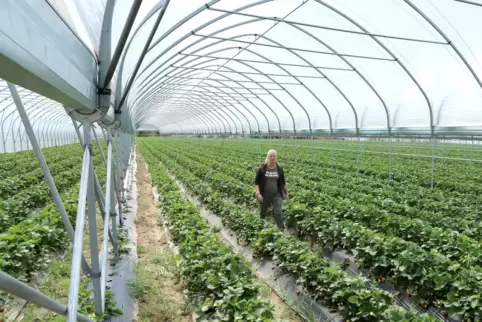 Ellen Zirker auf dem Erdbeerfeld zwischen Herxheim und Herxheimweher. Seit drei Jahren setzt ihr Obsthof auf den geschützten Anb