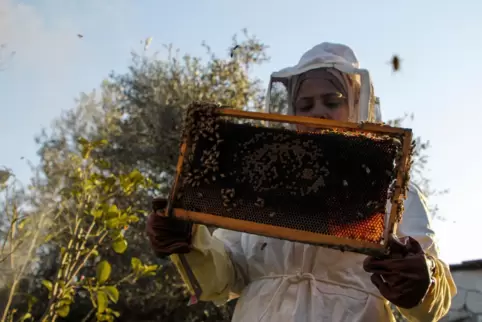 Kann man mieten: Honigbienen, die auf dem eigenen Betriebsgelände süßen Nektar produzieren. 