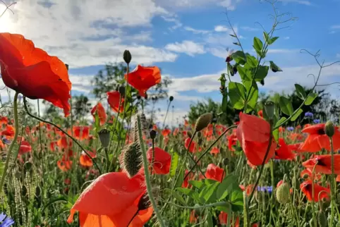 Ulla Herbold-Weiß vom BUND im Rhein-Pfalz-Kreis hat die Mohn-Blüten auf der Blütenkräuterwiese bei Limburgerhof mit der Kamera e