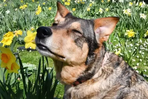 Wie die Polizei angeblich einen Hundesteuer-Sünder schnappte. 