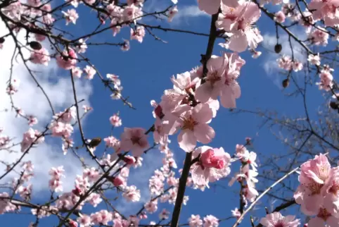 Die Mandelblüte lockt Touristen nach Bad Dürkheim. 