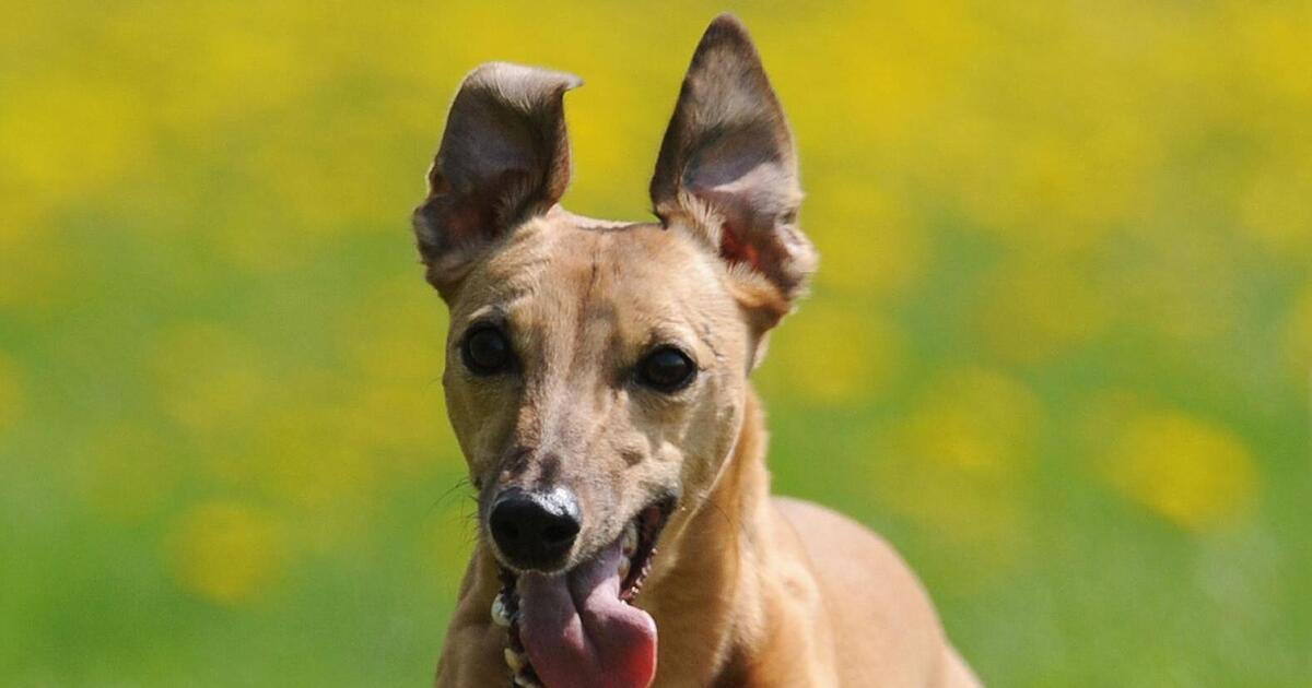 Windhund greift Reh im Heidegebiet an Maxdorf DIE RHEINPFALZ