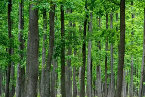 40 Prozent des Gemeindewaldes besteht aus Eichen.