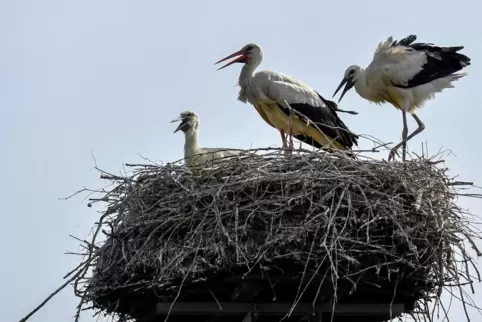 Störche breiten sich mehr und mehr im Rhein-Pfalz-Kreis aus. 